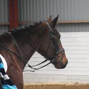 Anden særlig race » Sethos ~