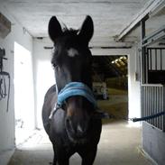 Anden særlig race penny