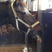 Anden særlig race penny