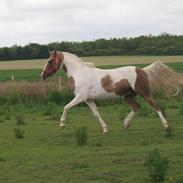 Pinto Rosenlyst's Golden Delight