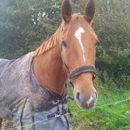 Dansk Varmblod Samson