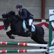 Welsh Pony af Cob-type (sec C) Little luke (The best<3)