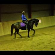 Anden særlig race Lotus (tidl. lånehest)