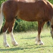 Welsh Cob (sec D) Ransom