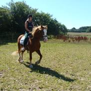 Welsh Cob (sec D) Ransom