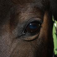 Anden særlig race Spirit