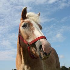 Haflinger Tulle [Solgt]