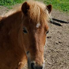 Shetlænder Flicka *Solgt