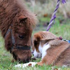Anden særlig race Cera *Solgt*