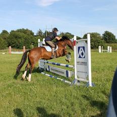 Welsh Cob (sec D) Rytterbjergets Nico