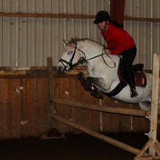 Welsh Pony (sec B) Bjerregård's Manja<3 (MullePiien)<3