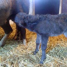 Anden særlig race Evelina