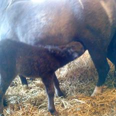 Anden særlig race Evelina