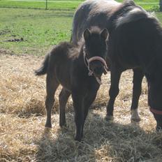 Anden særlig race Evelina