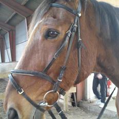 Dansk Varmblod Zaltos