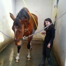 Dansk Varmblod Zaltos