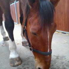 Dansk Varmblod Zaltos