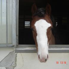 Welsh Pony (sec B) BARNHOEVE´S ARTHUR *A-PONY*