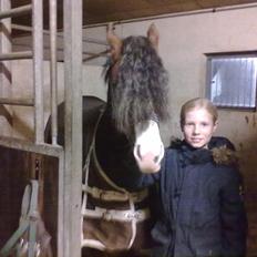 Welsh Pony (sec B) BARNHOEVE´S ARTHUR *A-PONY*