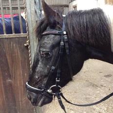 Anden særlig race Wictoria af Bakkebo