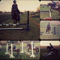 Welsh Pony (sec B) Skovbjergs Zenea