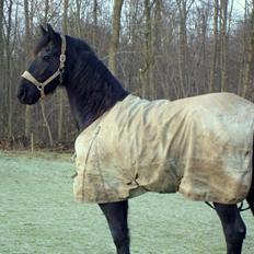 Frieser #  Jannie Van`t Grupje  #