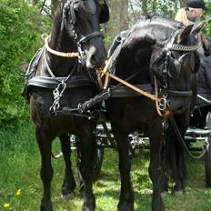 Frieser #  Jannie Van`t Grupje  #