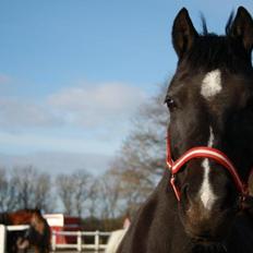 Welsh Pony af Cob-type (sec C) Rytterbjergets Neria