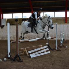 Hollandsk Sportspony Guido