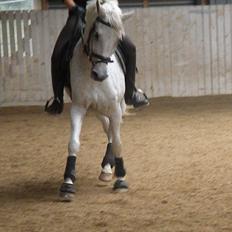 Hollandsk Sportspony Guido