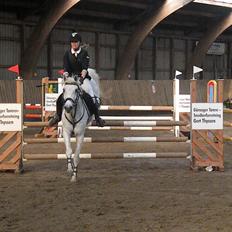 Hollandsk Sportspony Guido