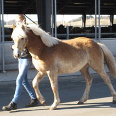 Haflinger Vestervangs Vanilia!