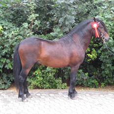 Dartmoor Anc-Neu Kao