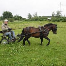 Dartmoor Anc-Neu Kao