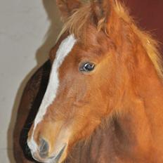 Frederiksborg Nytoftgaards Akado