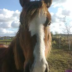 Anden særlig race Luna