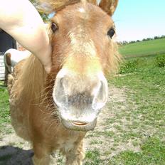 Shetlænder Bad Romance