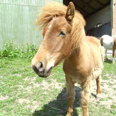 Shetlænder Bad Romance