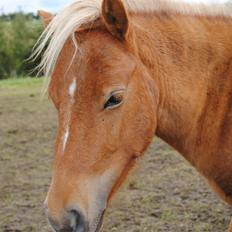Shetlænder Pokerface
