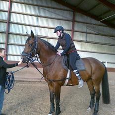 Dansk Varmblod Pinotage {RIP}