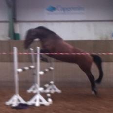 Dansk Varmblod Pinotage {RIP}