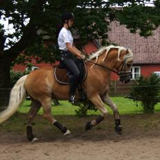 Haflinger STACHUS
