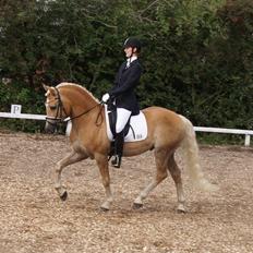 Haflinger STACHUS