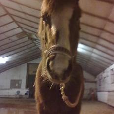 Anden særlig race Luna