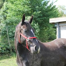 Oldenborg Mosen's Lamira