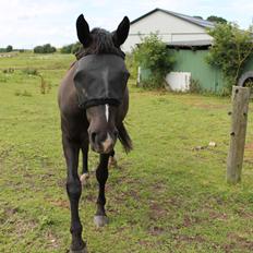 Oldenborg Mosen's Lamira