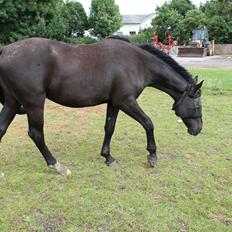 Oldenborg Mosen's Lamira