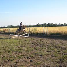 Fjordhest Vigdis R.I.P d. 18/1-14