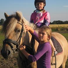 Fjordhest Vigdis R.I.P d. 18/1-14