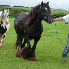 Irish Cob Pot of Gold